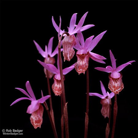 Calypso Orchid 01, Mt Tamalpais State Park, Marin County, California