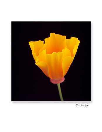 CA Poppy Blossom_notecard