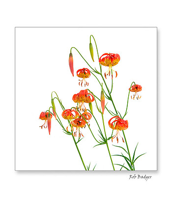 Leopard lilies, Mountain Tamalpais, Marin County, California