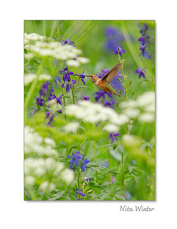 hummingbird_larkspur _notecard