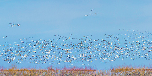 ross geese over or  chard_woodbridge ca_X1_0335_plus15 clarity_96 x 48" more birds for crop copy