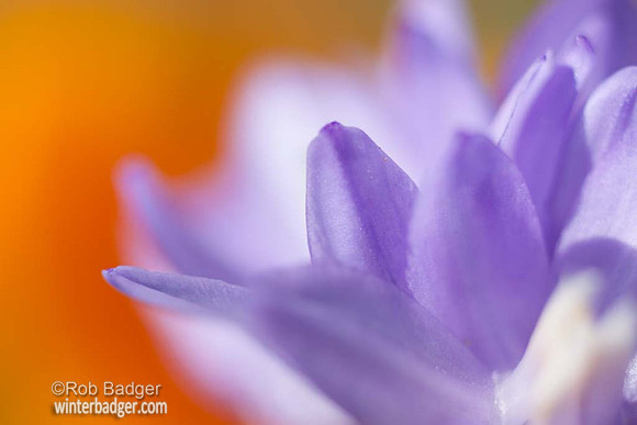 wildflower_abstract_brodea_california_poppy_02_MG_9308