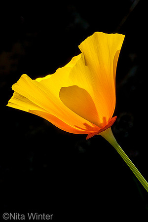 single poppy_backlit_near Big Rock_Marin County_ CA_MG_7460_x1033