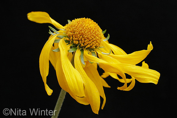 single_sneezeweed_ybb_co_MG_1068