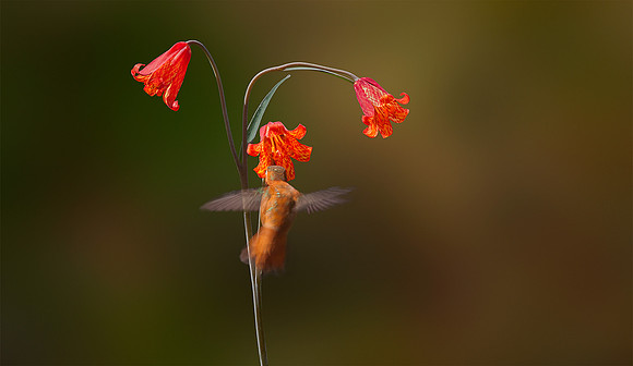 Hummingbird and Scarlet Fritillary Lily_Fritillaria recurva_natural background_Upper Table Rocks_Nature Conservancy Land_Oregon_K3D0205_Rob Badger