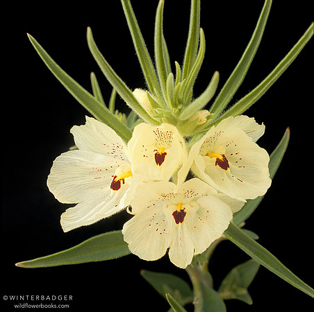 ghost flower Anza Borrego DSP CA__x1080