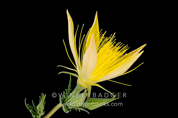 giant blazing_star_01_inyonf_ca_S2P2425_07_10_19