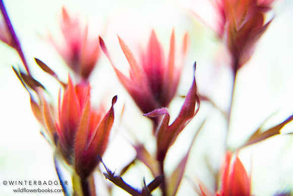 Giant Red Paintbrush_Castilleja miniata_Wildflower blossoms_Inyo National Forest_Sierra Nevada Mountains_California_MK3A6241_x1080