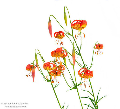 leopard lilies