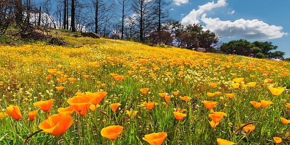 Field of California Poppies in burn recovery area Pepperwood Preserve Sonoma County CA _DSC0820_x1550