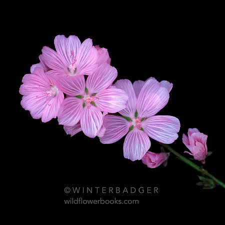 checkerbloom