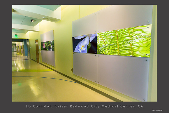 Ed Corridor Fern Iris Kaiser Redwood City Installation