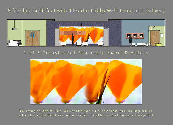 Hospital Art Lobby Room Divider California Poppies Contact Series_ wildflower photography_Rob Badger