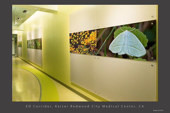 Ed Corridor Moth Maples Kaiser Redwood City Installation