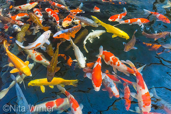 koi_DSC7889_x1550