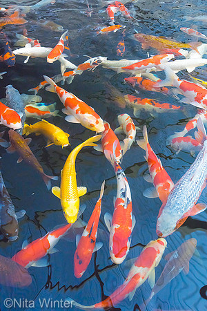 Koi_DSC7866_x1000