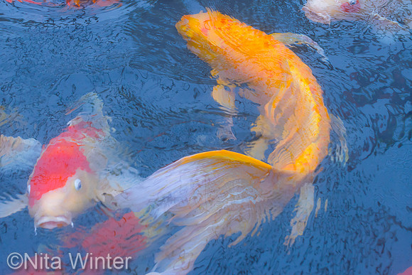 koi_DSC7231_-clarity_x1550