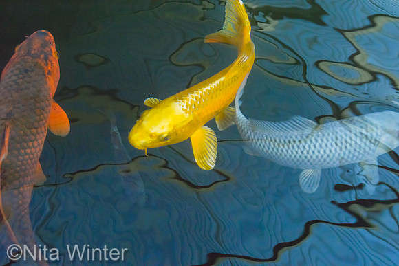 Koi_DSC7902_x1550
