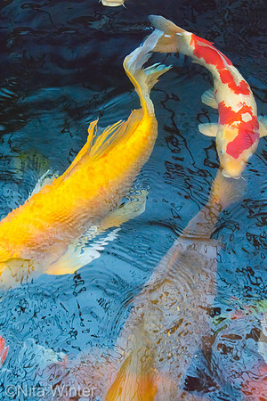 Koi_DSC7316_x1550