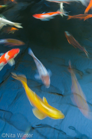 koi_DSC7754_x1550