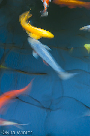 koi_DSC7747_x1000