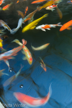 koi_DSC7760_x1550