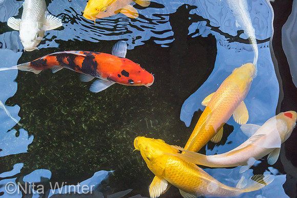 koi_DSC7598_x1550
