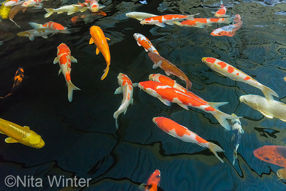 koi_DSC7824_x1550