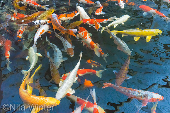koi_DSC7890_x1550