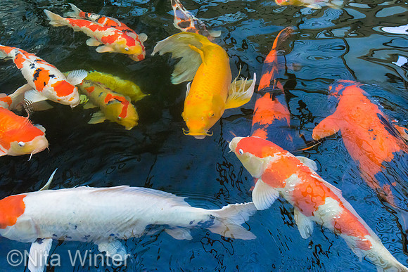 koi_DSC7513_x1550