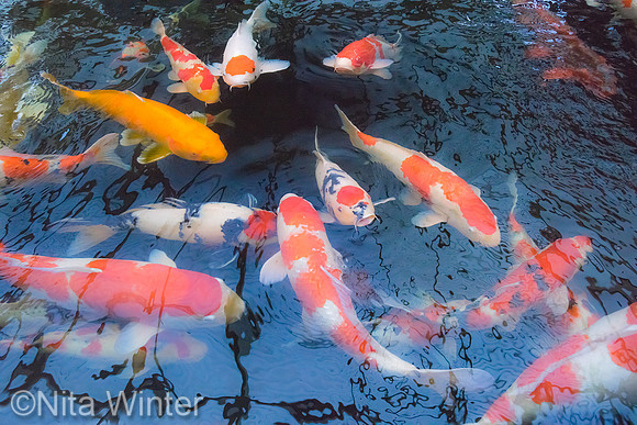 koi_DSC7277_x1550