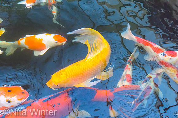 Koi_DSC7494_x1000