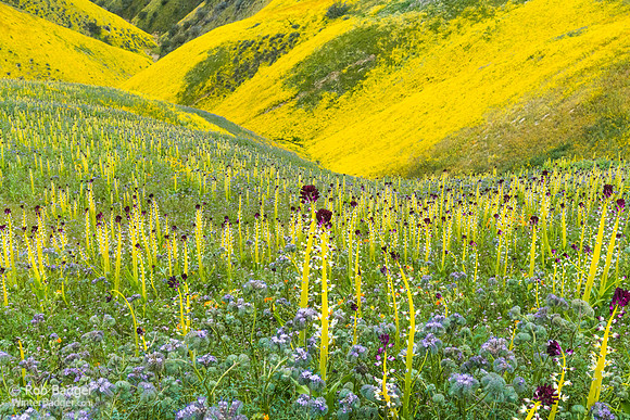 Desert Candles Carrizo Plain NM CA_DSC6334_x1550