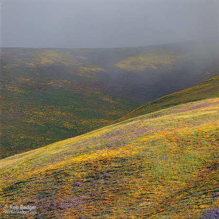 GORMAN wildflowers and clouds_CA_x1033