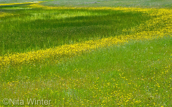 Hawkbit (Leontodon taraxacoides) Baltic Rushes (Juncus balticus)_Vernal Pools_Mather Air Force Base_Sacramento Valley_Yolo County_California_MG_3020_x1550