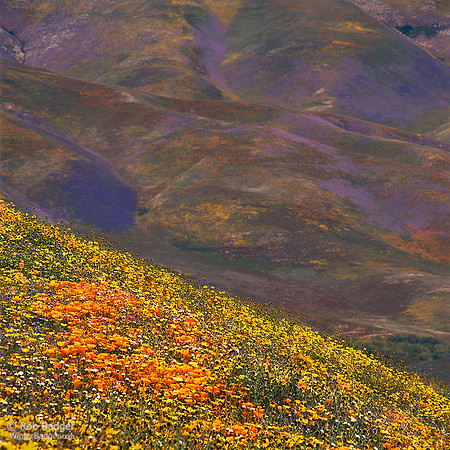 Wildflower hillside Poppies, Hungry Valley Recreation Area_Gorman_California_x1033