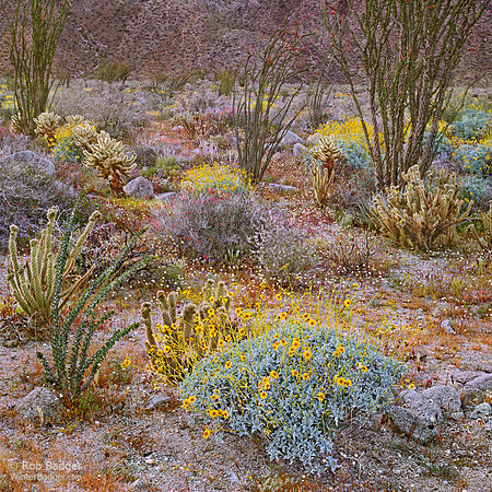 Wildflowers and cacti Hell Hole Canyon Anza Borrego Desert State Park CA_Rob Badger_x1033