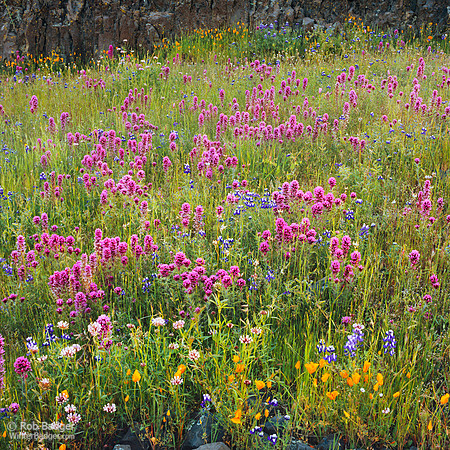 Wildflowers and Owl's Clover in Grass Table Mountain Butte County CA_x1550