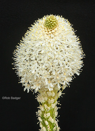 Bear Grass (Xerophyllum tenax) mt tamalpais MMWD ca__K3B9464_x1550
