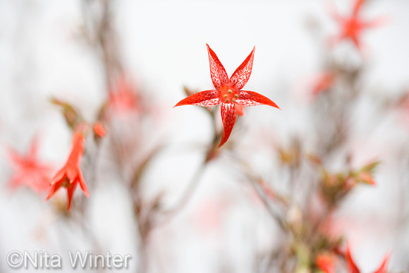 abstract_scarlet Gilia_01_eldrnf_ca_S2P6389_x1550