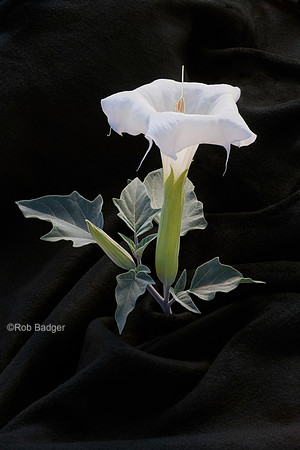 Datura_Joshua Tree NP CA_K3B8168_x1033