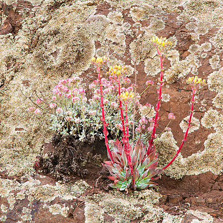 dudleya_lichen_01_gldgnp_ca_x1033