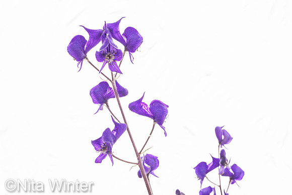 Columbian Monkshood (Aconitum columbianum) Onion Valley, Inyo National Forest, Sierra Nevada Mountains CA_MK3B3500