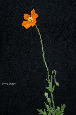 fire poppy santa ana mts ca_X1_3562_x1550