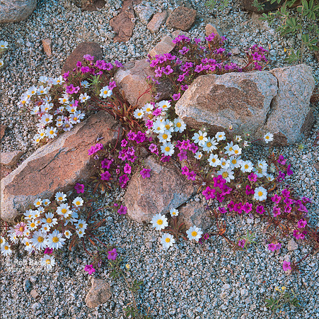 Ground detail Purple Mat (nama demissum) and Desert Star (Monoptilon bellioides)_Joshua Tree np_ca_x1550