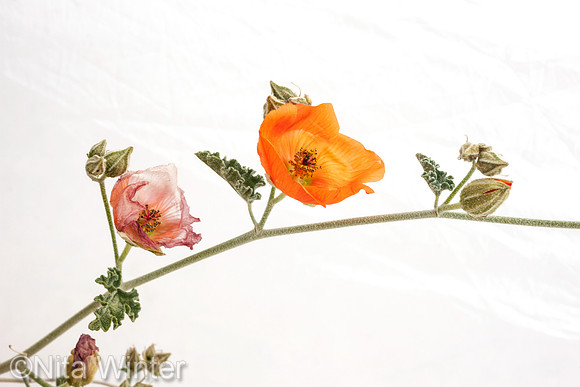 Globe Mallow Joshua Tree NP CA_MK3B0599_x1550