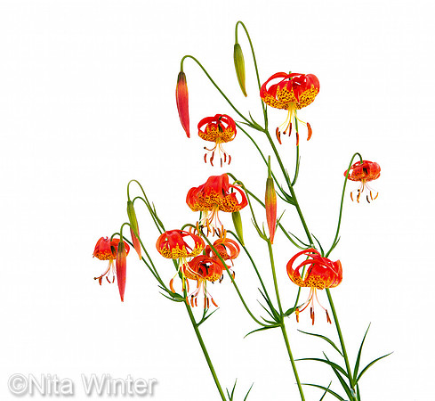 Leopard_lilies_01_Mount Tamalpais State Park_marin coutny_ca_MK3B2891_x1033