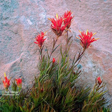 Siskiyou Indian Paintbrush (Castilleja miniata) _against_pink_rock_01 Mount Shasta National Natural Landmark_Shasta-Trinity NForest_CA_x1550