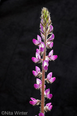 Stinging Lupine_Santa Ana Mountains ca_MG_2387_x1550