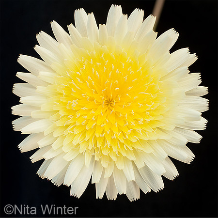 Desert Dandelion (Malacothrix glabrata)_joshua tree national monument ca_S2P1865_square